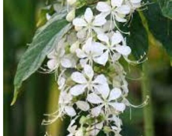 White Clerodendrum Wallichii Plant- Bridal Veil-  live Starter Plant - Rare White Blooms