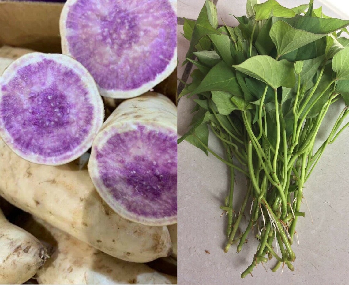10 Okinawa Purple Sweet Potato Slips cuttings Organically Etsy