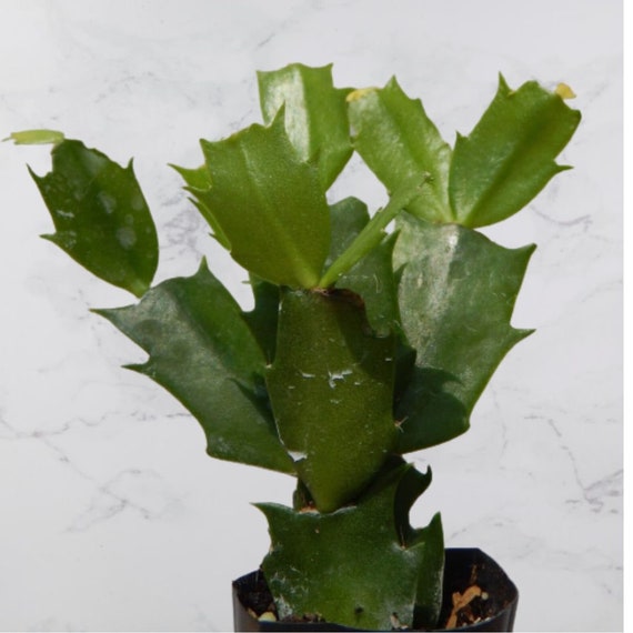 Pink White Christmas Cactus Plant/thanksgiving Cactusplant marcus Live  STARTER Plant-schlumbergera Truncata Ship No Pot 