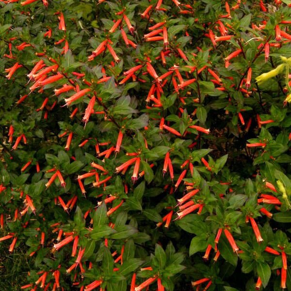 Red Cigar Plant - Cuphea Ignea Starter Plant in pot