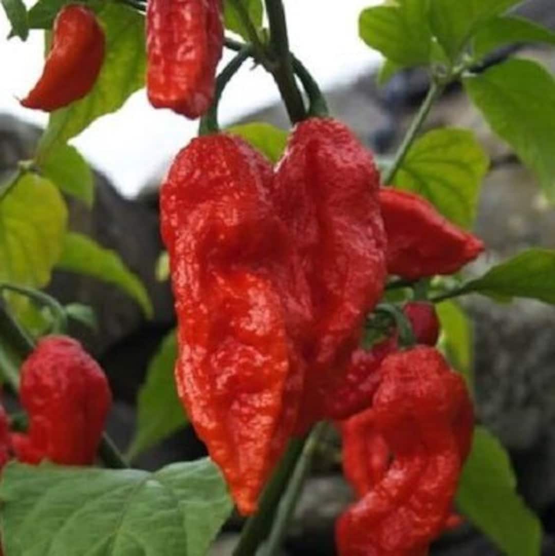 Lot of 3 Red Ghost Bhut Jolokia 75 Day+ Old Super Hot Pepper Live ...