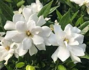 White Frost Proof Gardenia Live Plant - Great Fragrance - Evergreen Starter Plant 3 to 6&quot; tall