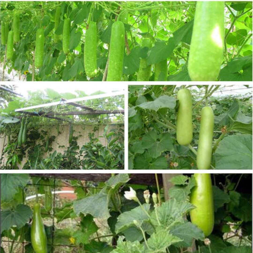 Live Rooted Ivy Gourd Plant Etsy