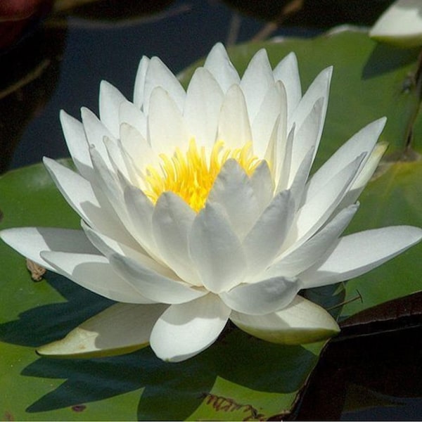 White Water Lily Tuber  | Tuber | Nymphaea odorata |  Live Plant | Native | Hardy