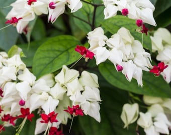 White Red Bleeding heart vine Plant -Rooted Starter Plant- Clerodendrum thomsonia- White Red Blooms  ship bareroot