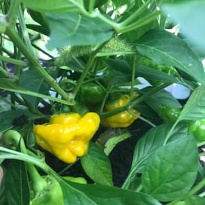 Lot of 3 Yellow Jamaican Scotch Bonnet 75 day+ old super hot pepper live plants