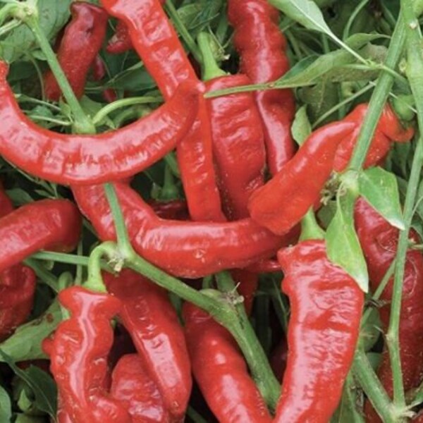 Lot of 3 JIMMY NARDELLO ITALIAN Sweet 75 day+ old super hot pepper live plants