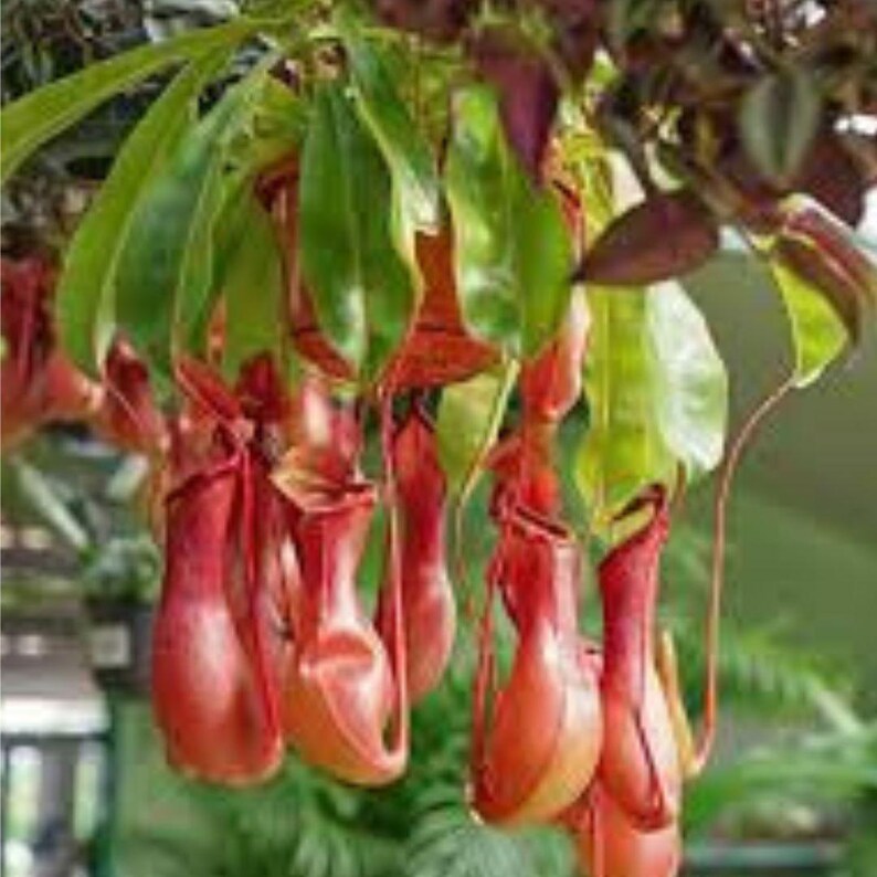 Nepenthes Live Carnivorous Plant - Alata Pitcher Plant - Tropical ...