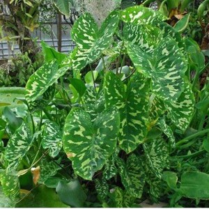 Garden State Bulb Green Alocasia Hilo Beauty Elephant Ear Bulbs 5 Count in the Plant Bulbs department at