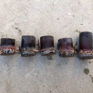 5pcs Dark Purple Sugarcane Cuttings | Fresh Rooted Stalks | Sweet Juicy Variety | Ready to Plant