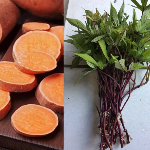 10 Orange Sweet Potato Slips - Cuttings Sweet Potato Plants - organically grown - Khoai Lang Copper Jewel 90 Days