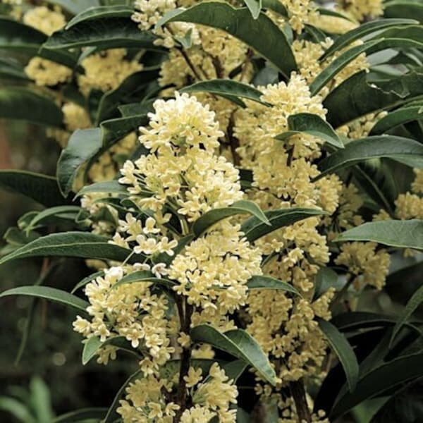 Fudingzhu Fragrant Tea Olive ( osmanthus ) - Starter Plant