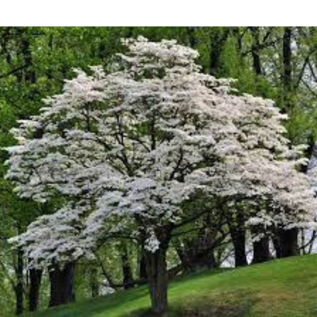 White Flowering Dogwood Tree -live Starter Plant - Ship in Pot - Etsy