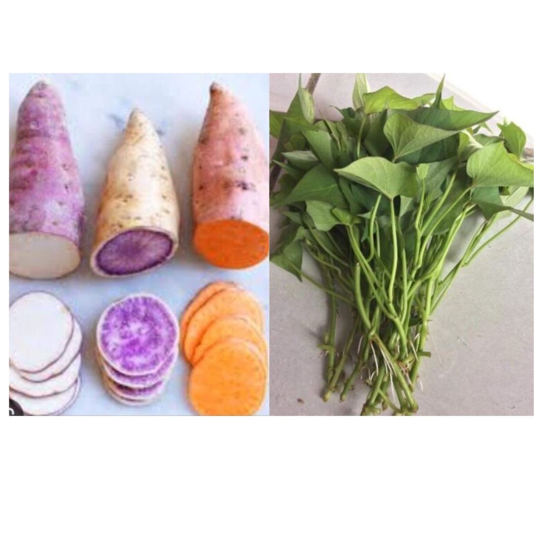 15 Slips Variety Sweet potato Slips  Okinawa +Red Japanese +  Beauregard