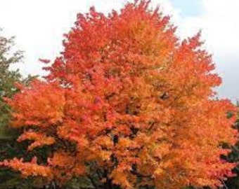Sugar Maple Tree - Live Plant  - season change the leaves turn shads of yellow, burnt orange and red ship in pot