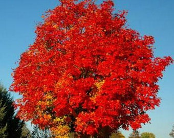Red Maple Plant &#39;October Glory&#39;-Live starter Plant - ship in pot