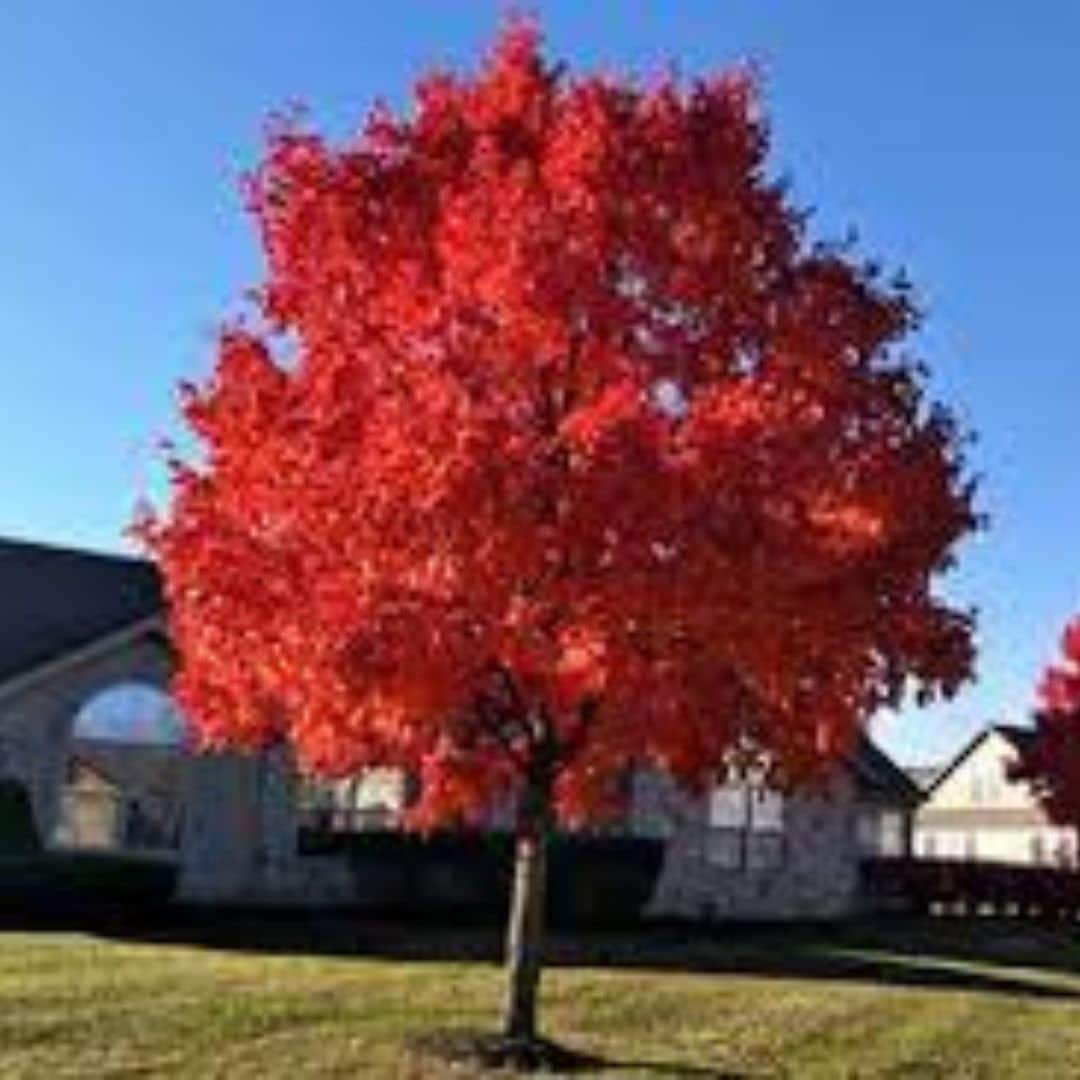 Red Maple Tree -Autumn Blaze Maple -Live Plant - 2.5” Tall Seedling pot