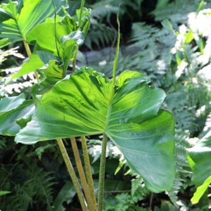 Alocasia Stringray -stingray Elephant Ear Live Plant -alocasia - Unique  Foliage -tropical Plant -starter Live Plant Ship in Pot 3 to 6" Tall - Etsy