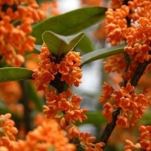 Orange Flowering Fragrant Tea Olive - Live Plant