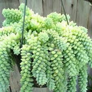 Burro's Tail (Long Stems) Succulent Plant - Live Fresh Plant Rooted in 4'' Plant Pot