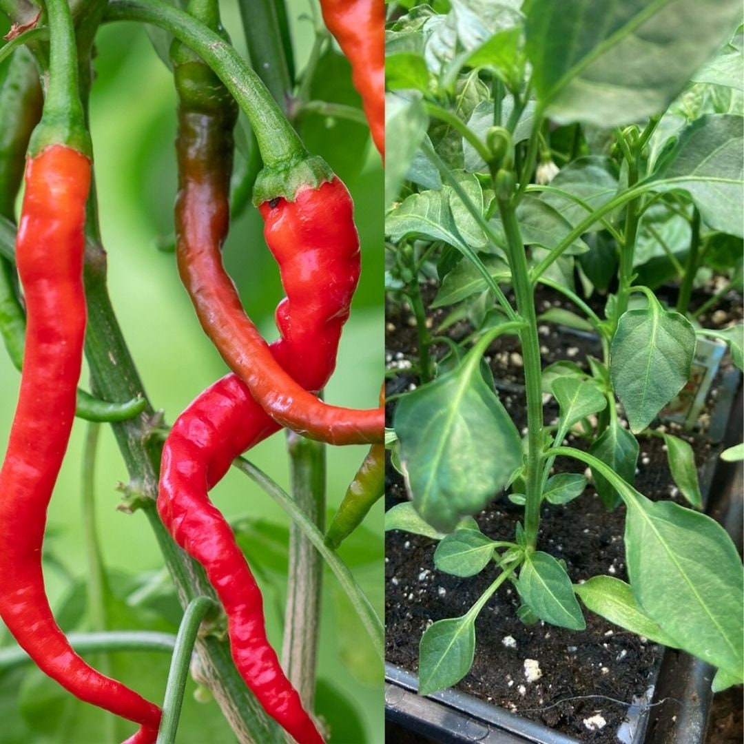 Super Hot Pepper Plants For Sale