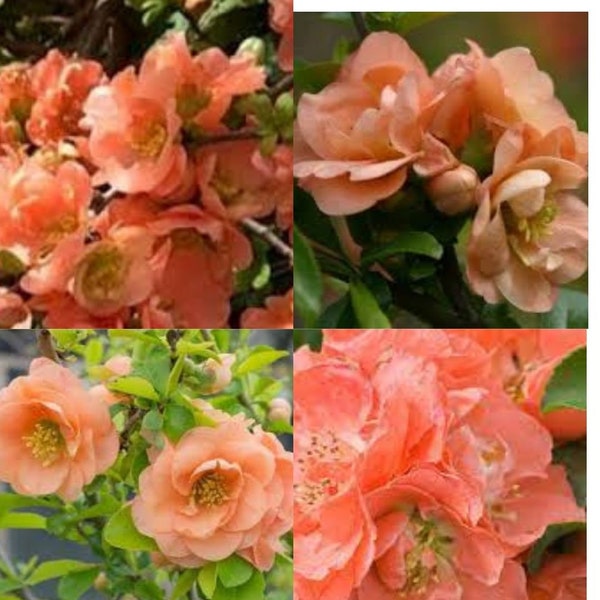 Peach Double Take plant - Chaenomeles Peach - Flowering Quince - Starter live Plant in pot.