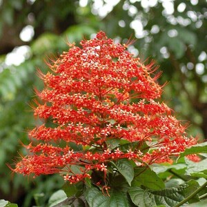 Orange Pagoda Starter Plant (Clerodendrum Paniculatum) - Small, Well-Rooted, Ships In Pot