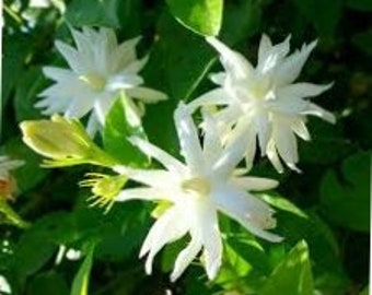 White Tea Jasmine Plant - Belle of India Jasmine - Sambac Double Jasmine - live Starter Plant-  Intensely Fragrant- ship in pot