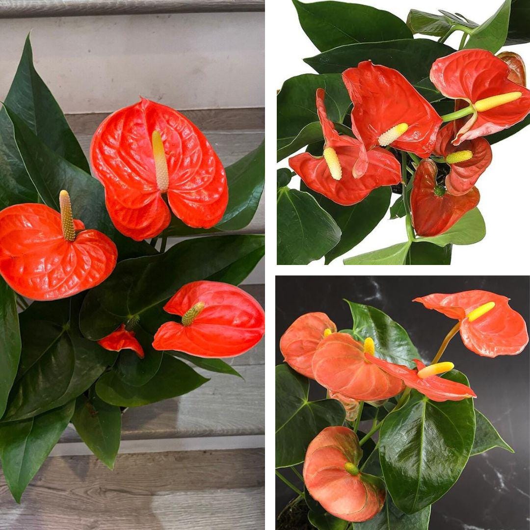 1 Orange Anthurium Plant - Small Plant - Exotic Tropical Houseplant -  Easy-care Indoor Plant - 4" Pot - Etsy Israel