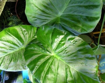 Alocasia - 'Calidora' - Elephant Ear live plant mall Rooted live Plant in pot 4"-6" tall