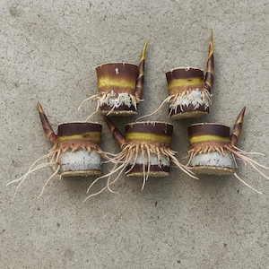 5pcs Dark Purple Sugarcane Cuttings | Rooted Sweet Cane Stalks | Edible Tropical Plant | Ready to Plant