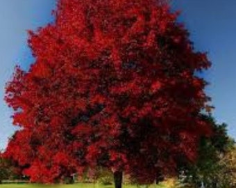 Red Maple Tree - Brandywine Maple -Live Plant -  2.5” Tall Seedling pot