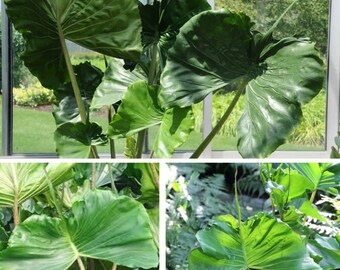 Stingray Elephant Ear Alocasia Live Plant – Potted In 3-Inch Deep Pot From Wellspring Gardens