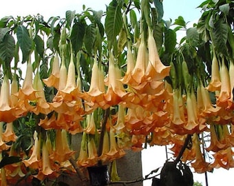 Orange Brugmansia Angels Trumpet plant - Apricot Queen - starter Angels Trumpet Plant - Very Fragrant  in pot