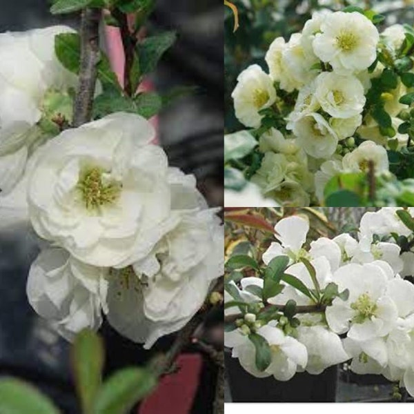 White Double Take Eternal plant - Flowering Quince -  Starter live Plant in pot.