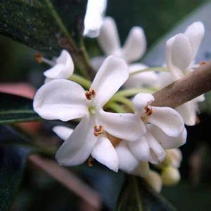 Fragrant Tea Sweet Olive Osmanthus fragrans