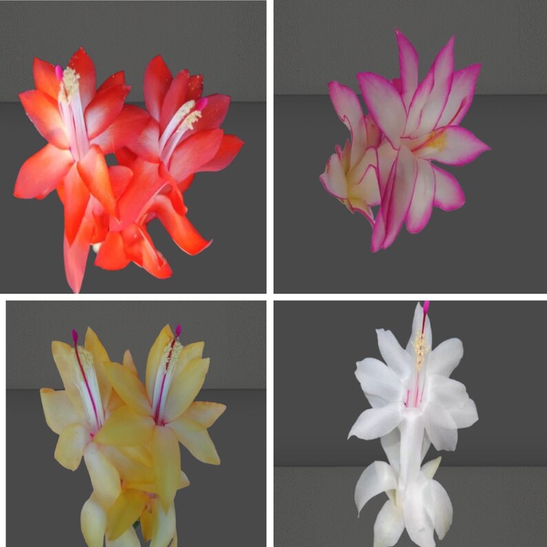 Christmas Cactus - Live Starter Plants - Schlumbergera
