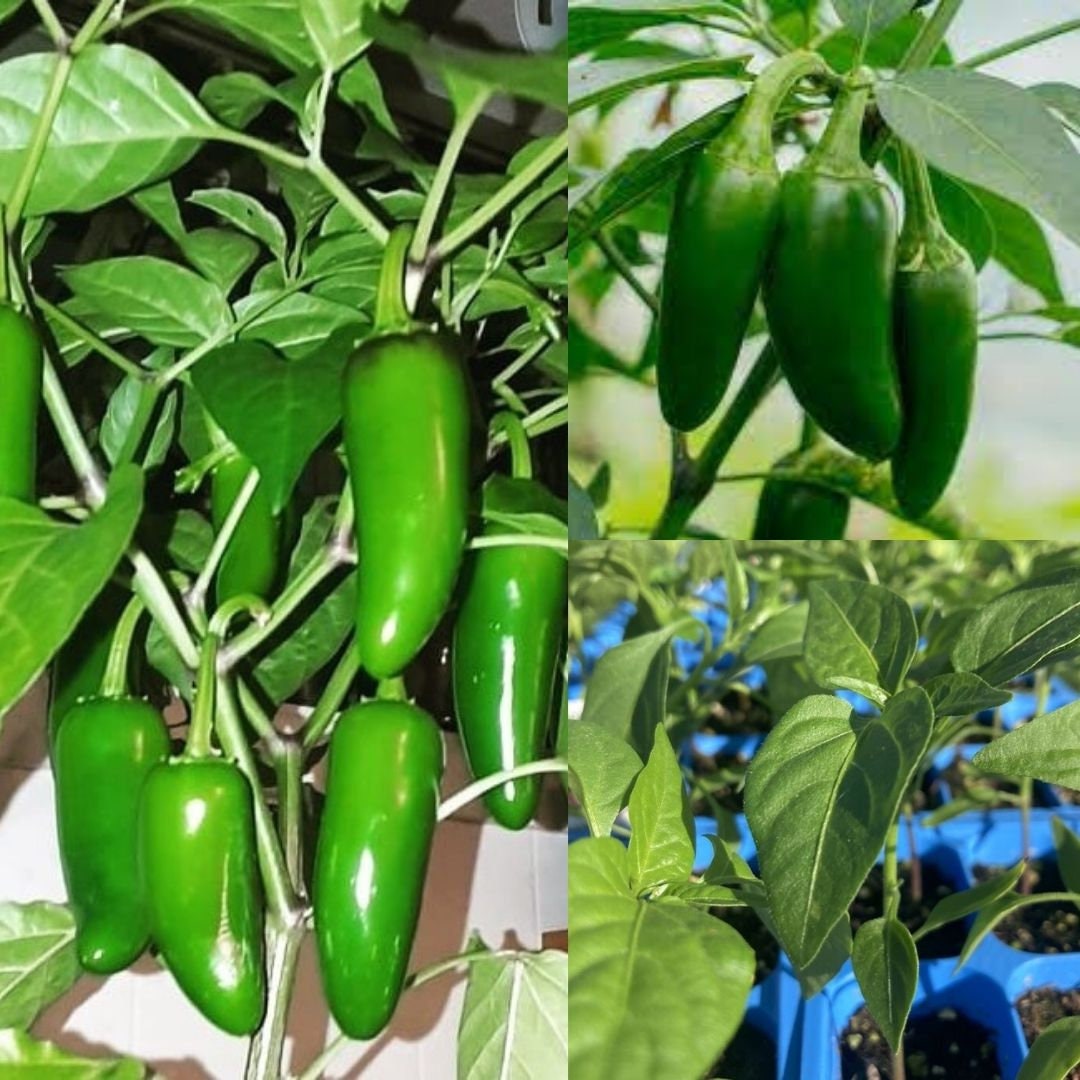 Lot of 3 Green Jalapeno Chili Plants - Hot Pepper Live Plants - S 75 ...