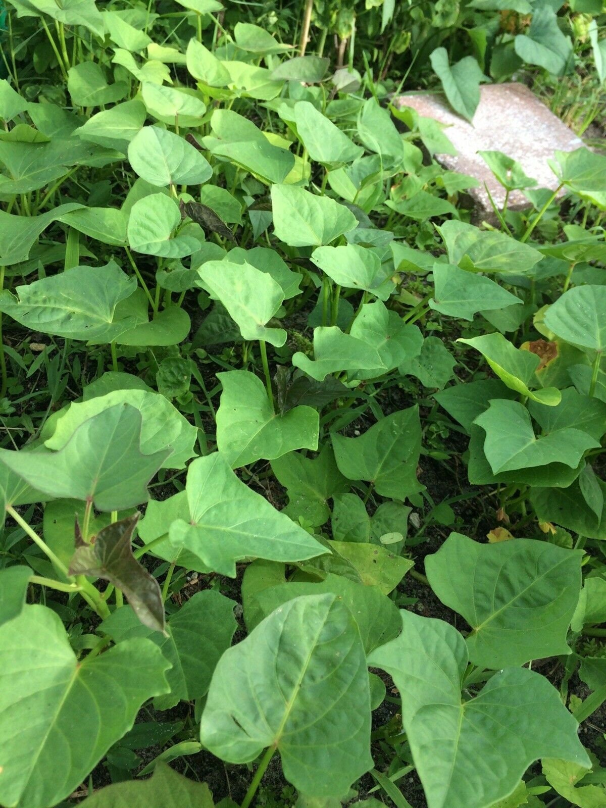 Variety Sweet Potato Slips15 Slips Beauregard Japanese Red Etsy