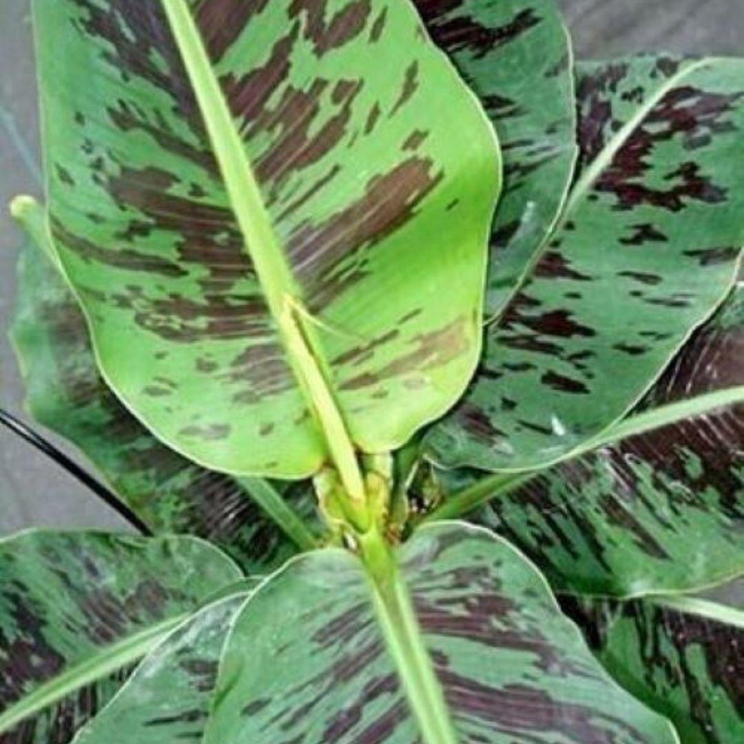 Musa Banana Plant- TRULY TINY - Live Musa Banana starter Plant in pot