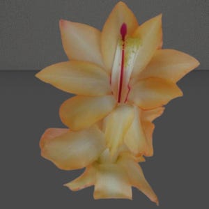 Yellow Christmas Cactus Plant/Thanksgiving CactusPlant - Outono Brazil - live STARTER Plant-Schlumbergera Truncata ship no pot 2&quot; to 5&quot; tall