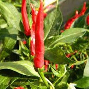 Lot Of 3 Jimmy Nardello Sweet Pepper Live Plants - 75 Days+, Red Chili, Ready To Grow