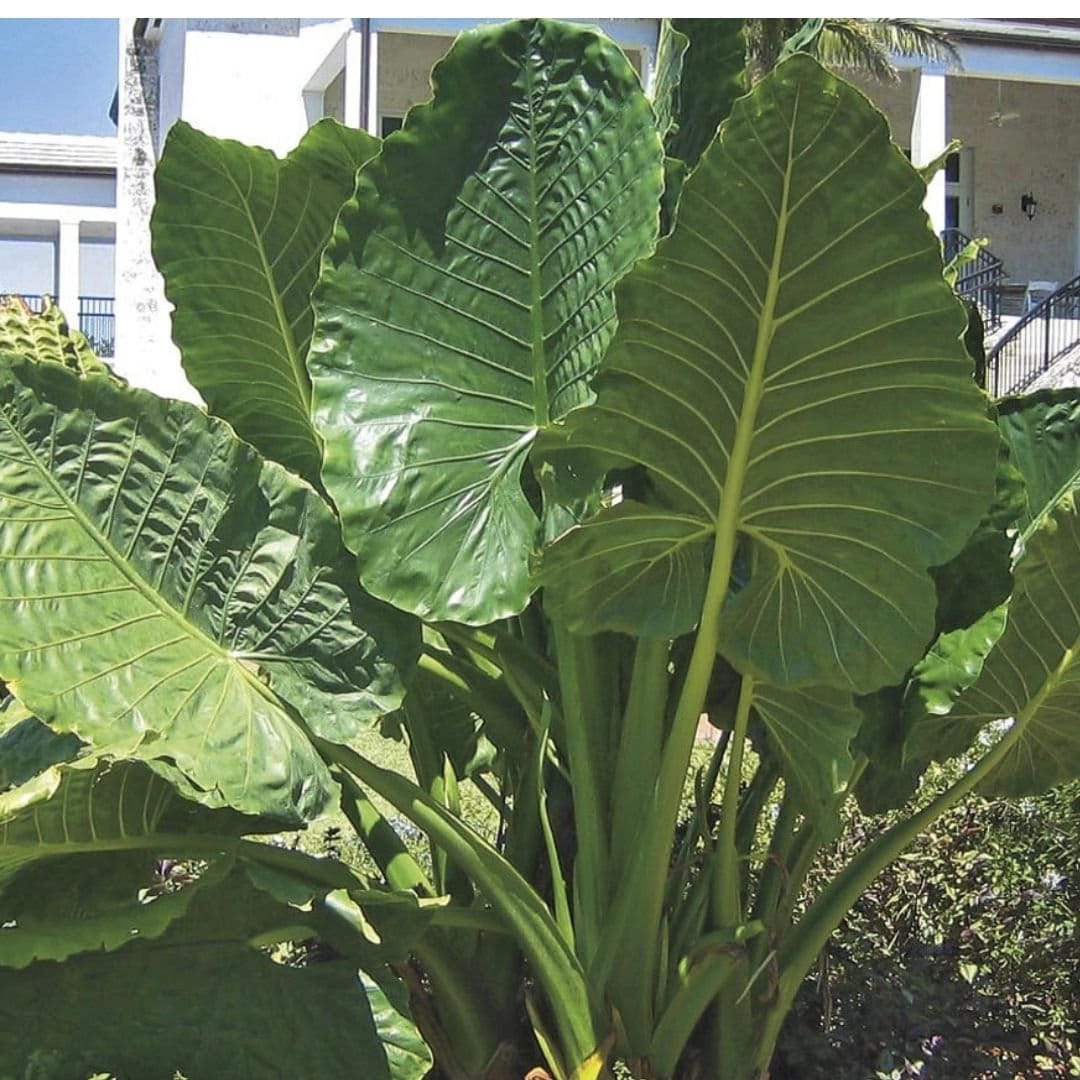 Borneo Giant Elephant Ear Alocasia Macrorrhiza Elephant Ear Huge