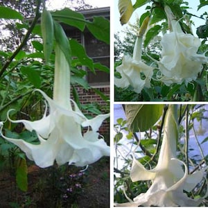 Double White Brugmansia Angels Trumpet plant - Candida Double White  Brugmansia - starter Angels Trumpet Plant  in pot