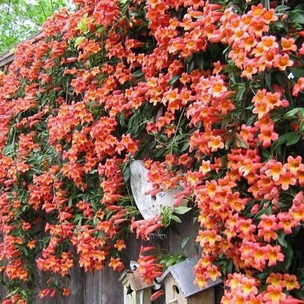 Orange Bignonia  Crossvine Plant  "Tangerine Beauty" Crossvine- Rooted Starter live Plant in pot