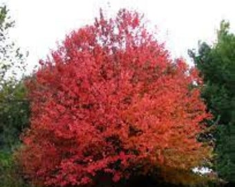 Red Maple Tree - Trident Maple -Live Plant - ship in pot 4&quot; to 6&quot; tall