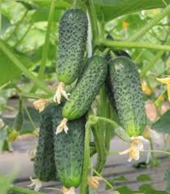 Pickling Cucumbers - Gardenia