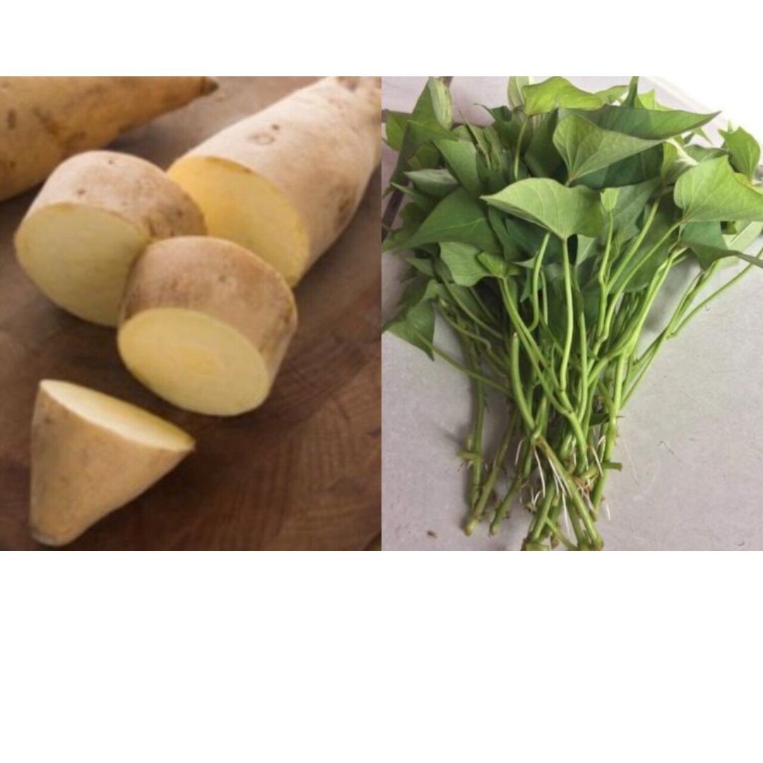 10 White Sweet Potato Slips – Cutting Vines With Roots, Ready To Plant
