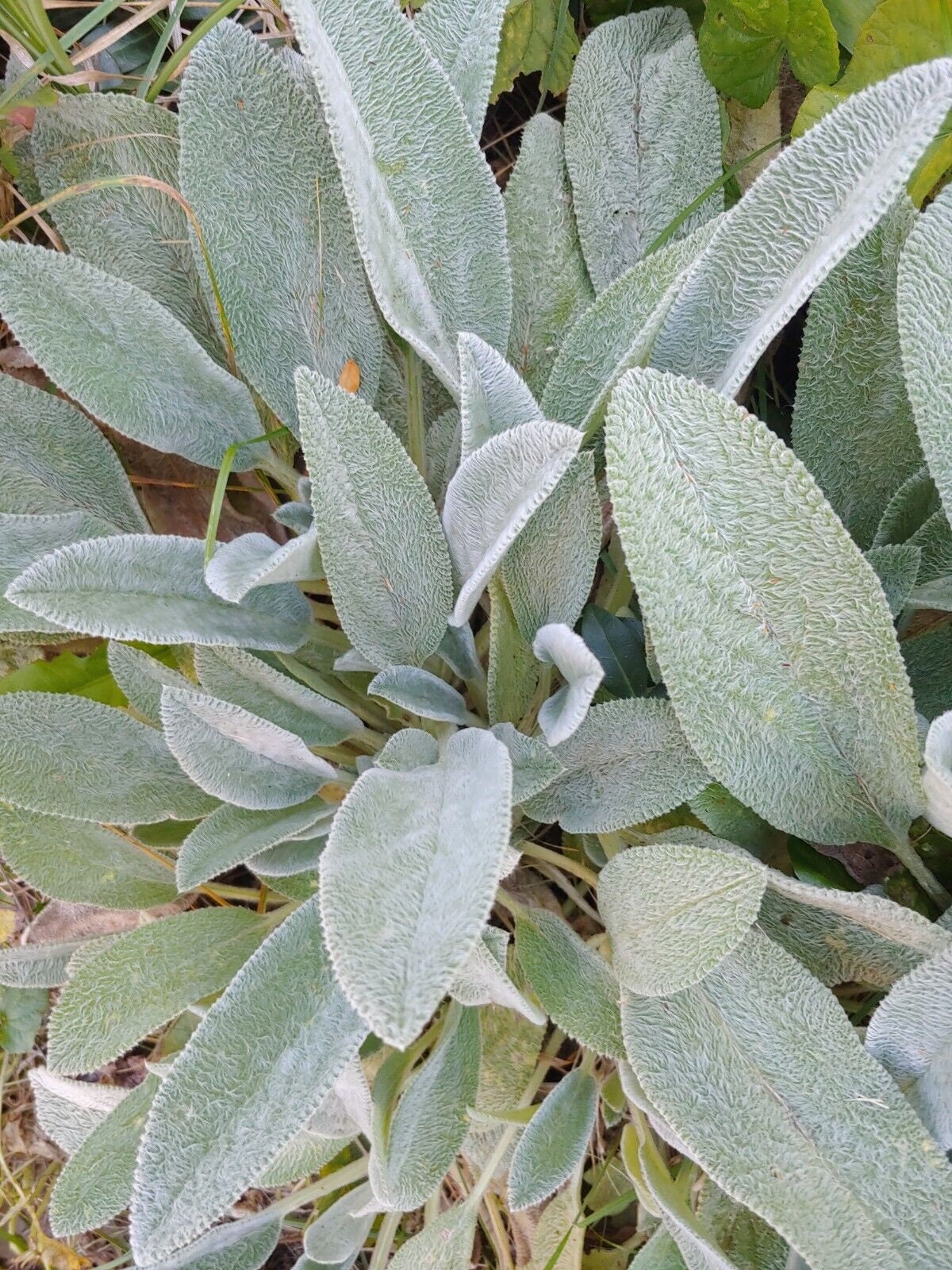 5 Lamb's Ear Plant Live Rooted Perennials Plants Green Etsy