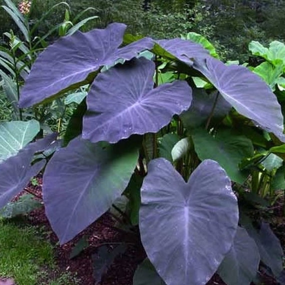 indoor plant potting soil Indoor Soil main image 0